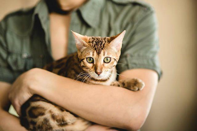 Бенгальский котенок на руках