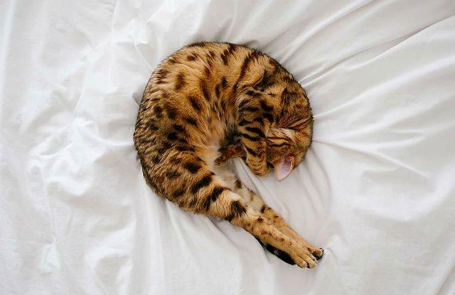 Вялость бенгальского кота