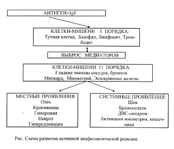 Механизм развития анафилактической реакции
