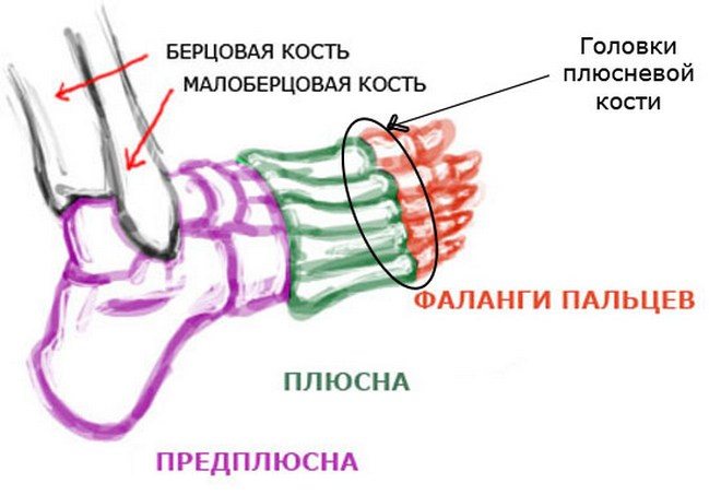 Строение голеностопа Строение стопы