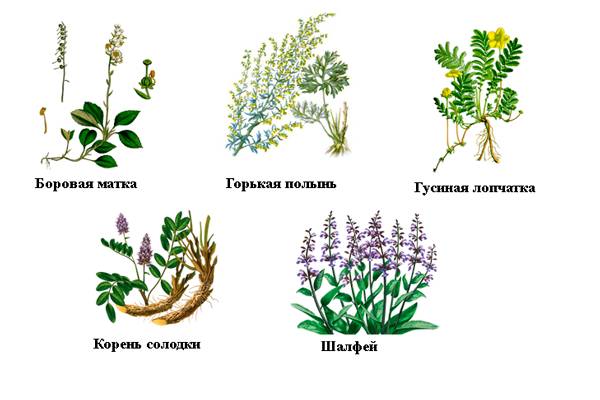 Ингредиенты для приготовления спиртовой настойки из сбора трав