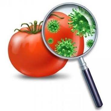 Если рвет голова болит желудок болит