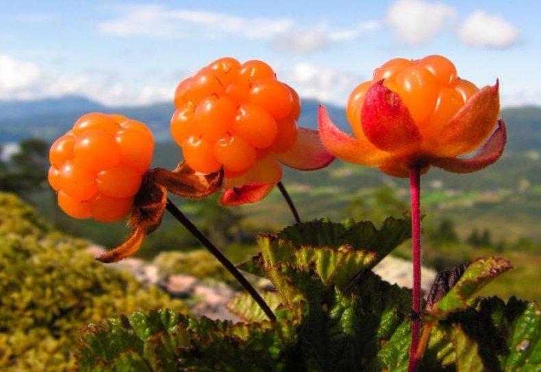 Онемела рука болит голова