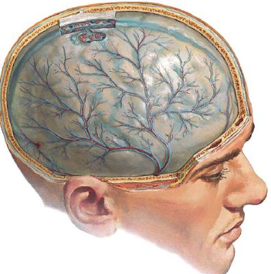 Если рвет голова болит желудок болит