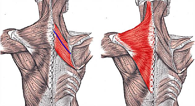 Почему болит спина между лопаток после сна
