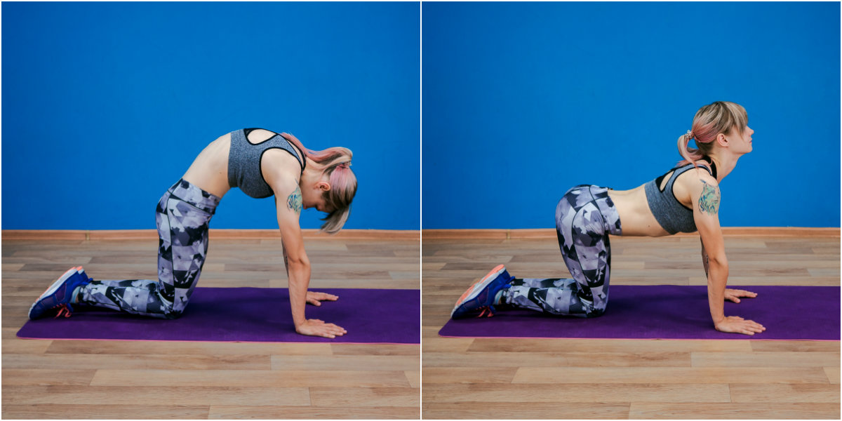 Кошка-корова Кошка-корова