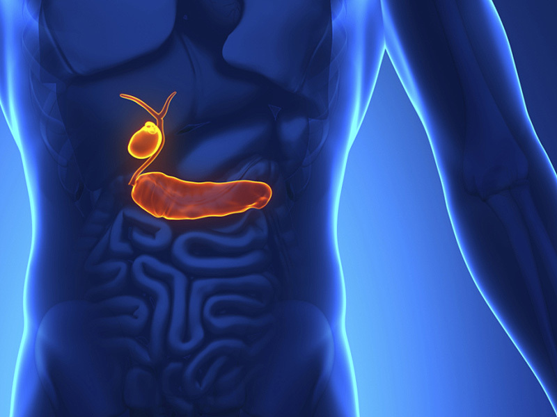 Желчный пузырь — дирижер работы внутренних органов Желчный пузырь — дирижер работы внутренних органов