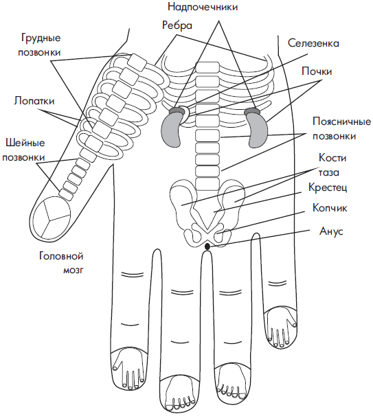 Су джок болит голова