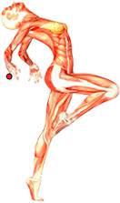 Почему болят мышцы после массажа спины