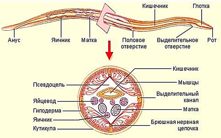Анатомия аскариды человеческой Анатомия аскариды человеческой