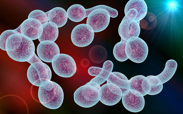 Грибок Candida аlbicans Грибок Candida аlbicans