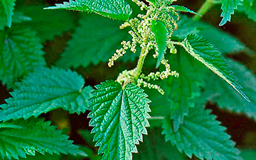 Крапива двудомная Крапива двудомная