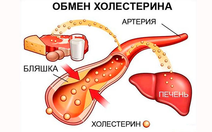 Обмен холестерина Обмен холестерина