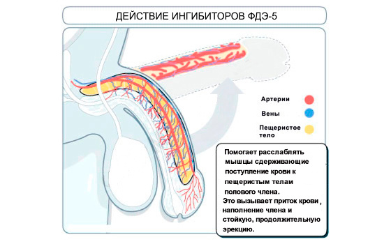 Принцип действия ингибиторов ФДЭ-5 Принцип действия ингибиторов ФДЭ-5