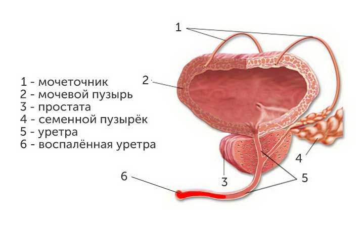Репродуктивная система мужчины Репродуктивная система мужчины