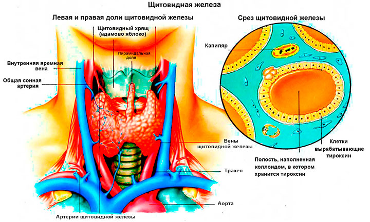 Щитовидная железа