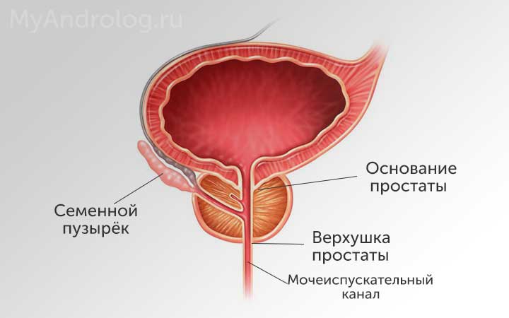 Строение простаты Строение простаты