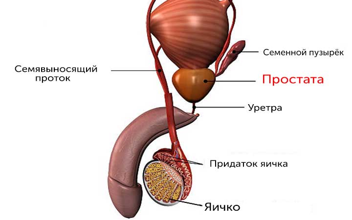 Строение мужской репродуктивной системы Строение мужской репродуктивной системы