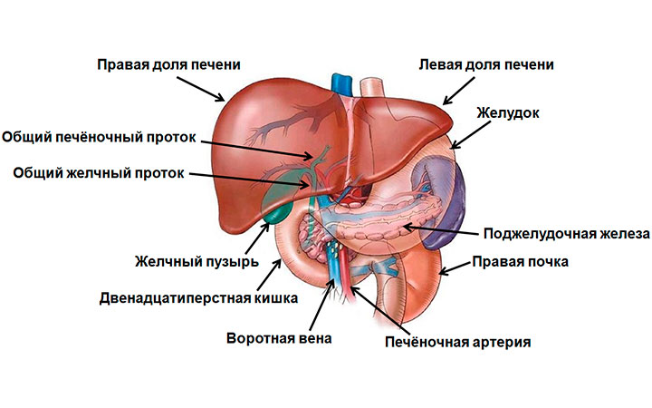 Строение печени Строение печени