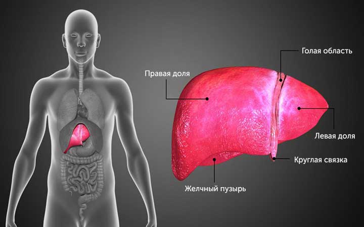 Цирроз печени у мужчин Цирроз печени у мужчин