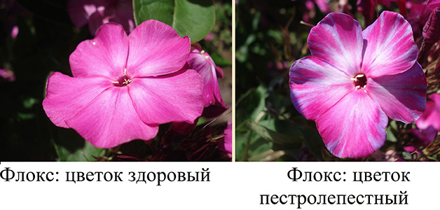 Болезни флоксов фото Болезни флоксов