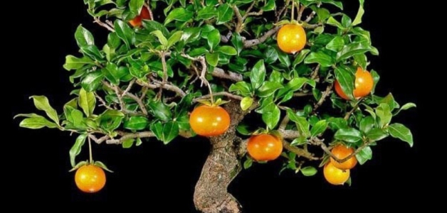 Хурма из косточки в горшке Хурма из косточки в домашних условиях