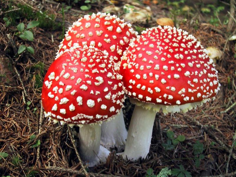 Мухомор для суставов Мухомор лечение суставов