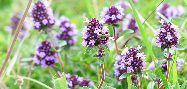 Полезные свойства Польза чабреца
