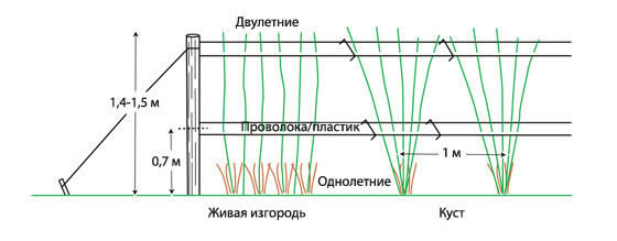Малина посадка весной Малина посадка уход