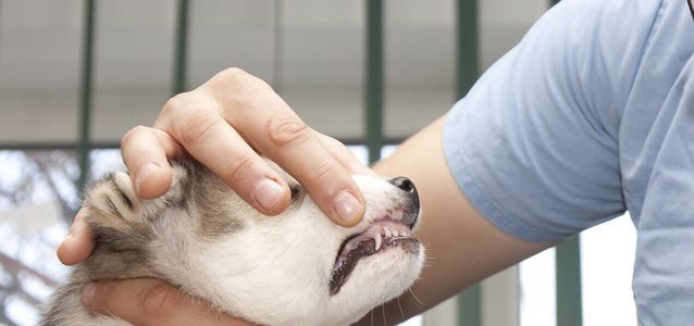 чем кормить хаски хаски в домашних условиях