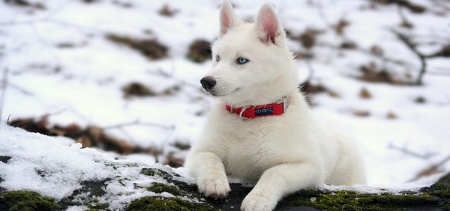 уход за хаски содержание хаски