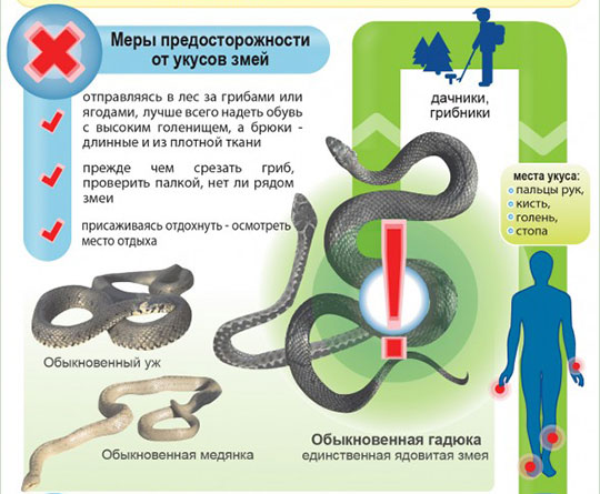 Неотложная помощь при укусе змеи Помощь при укусе гадюки